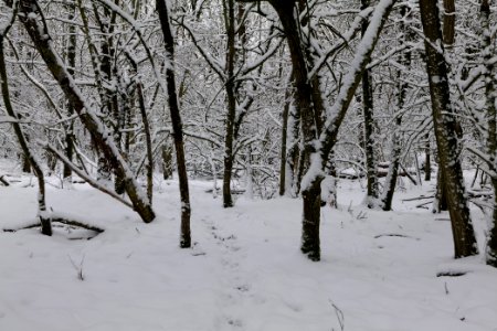 Hirschberg Düppeler Forst with snow 2021-01-30 59