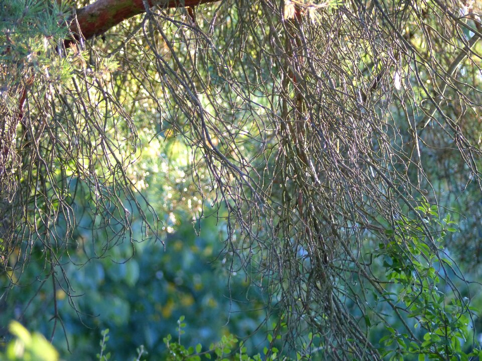 Landscape old tree leaves