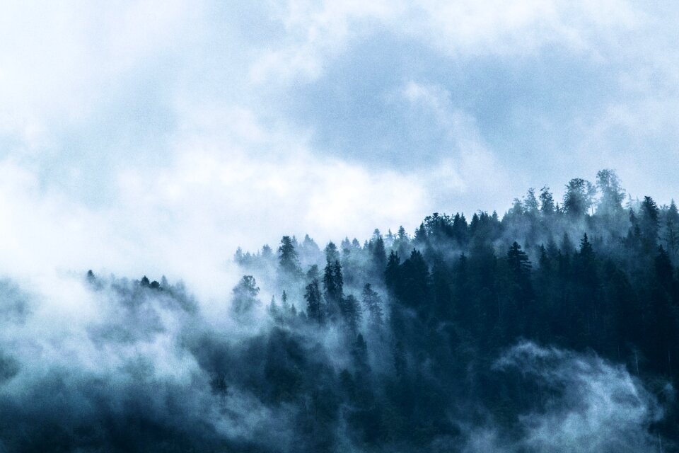 Gloomy fir forest coniferous forest