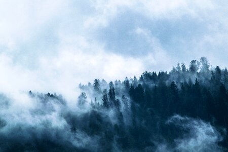 Gloomy fir forest coniferous forest