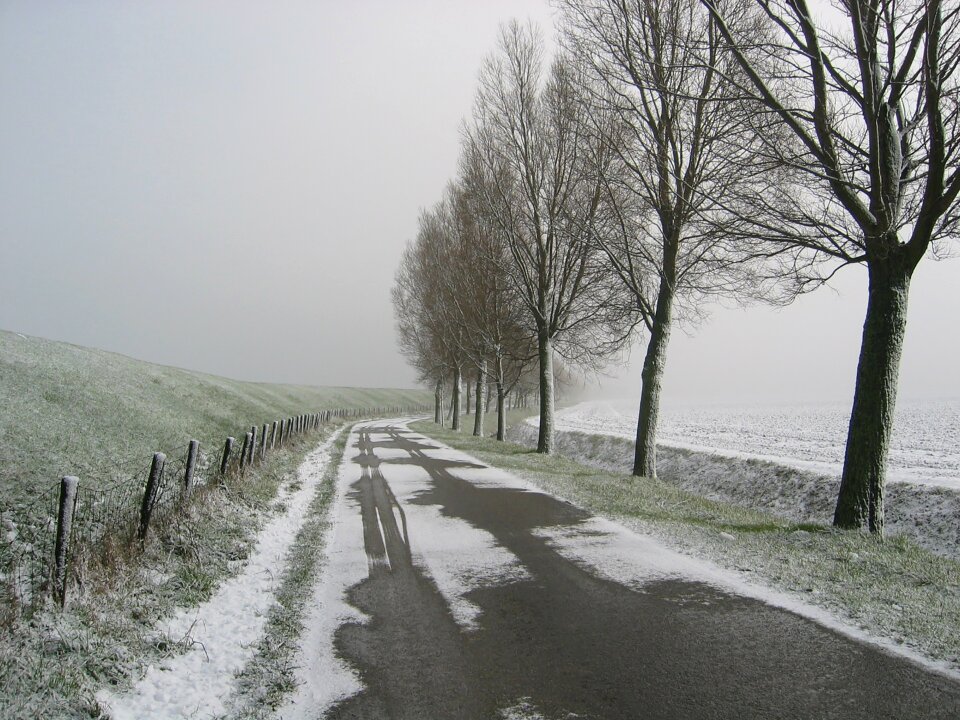 Fog trees road photo