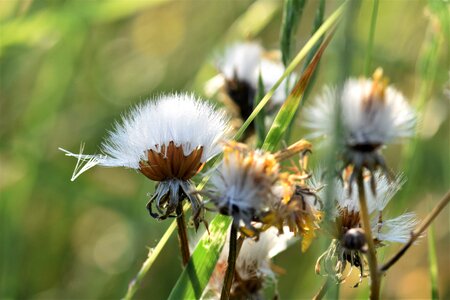 Bloom spring pointed flower