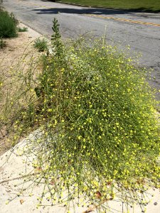 Hirschfeldia incana plant (30)