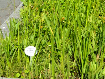 Hippuris vulgaris - Botanischer Garten, Frankfurt am Main - DSC03246