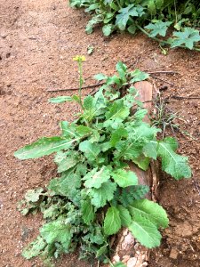 Hirschfeldia incana plant (25)