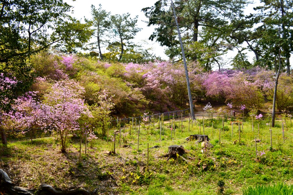 Hirota-jinja, tsutsuji-1