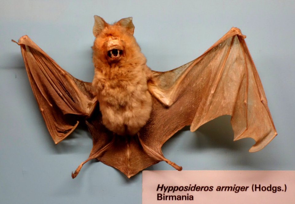 Hipposideros armiger - Museo Civico di Storia Naturale Giacomo Doria - Genoa, Italy - DSC02544