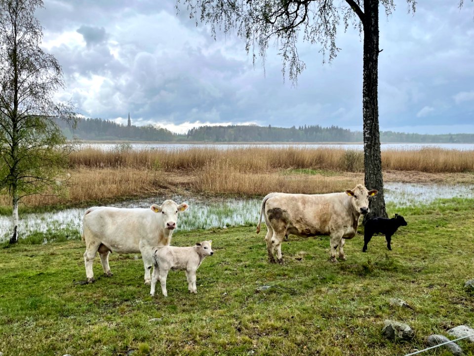 Himlingeåsen kor och kalvar