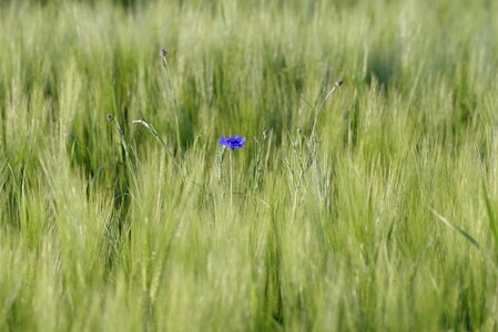 Flower agriculture the cultivation of