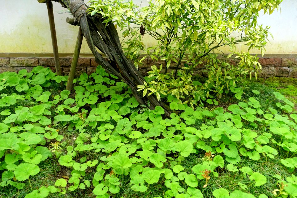 Hikoso Ryokuchi Garden - Kanazawa, Japan - DSC00063
