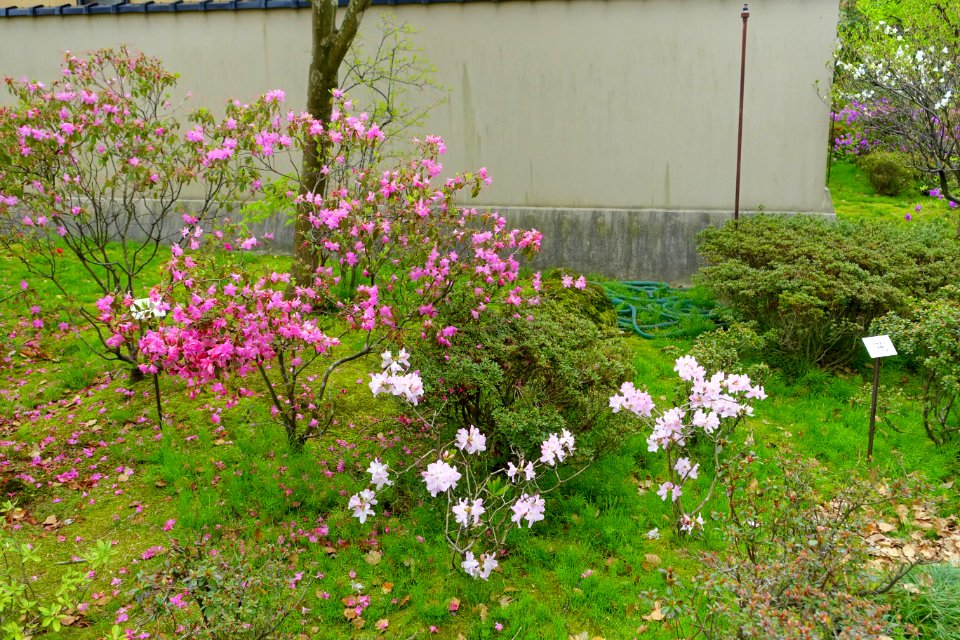 Hikoso Ryokuchi Garden - Kanazawa, Japan - DSC00053
