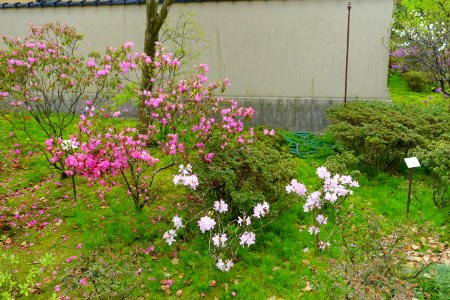 Hikoso Ryokuchi Garden - Kanazawa, Japan - DSC00053