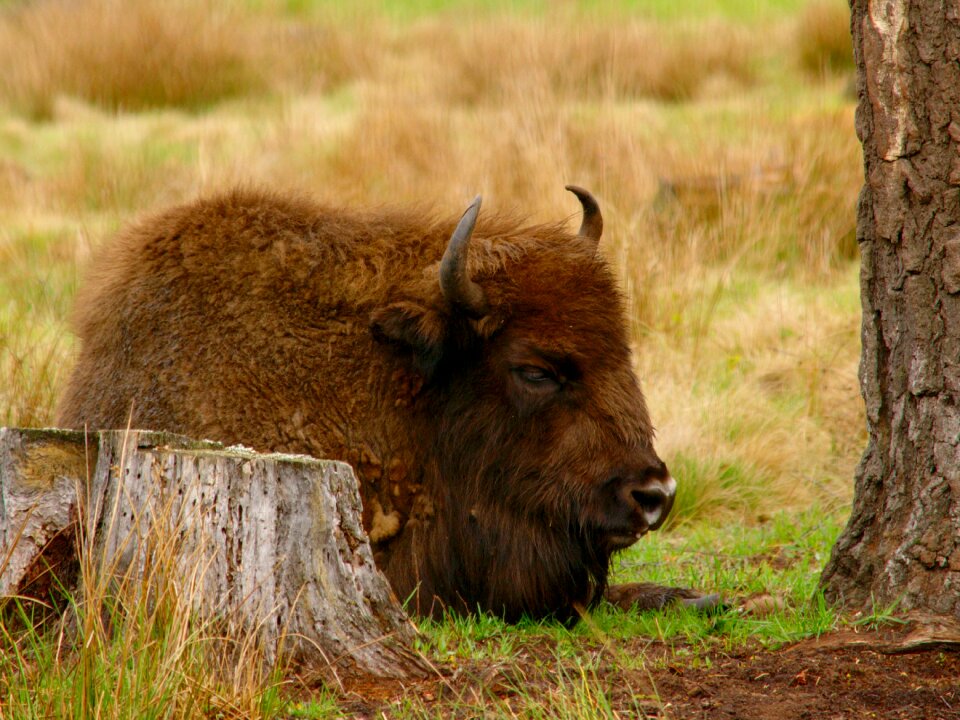 Animal the horn of africa calm