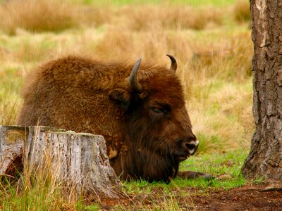 Animal the horn of africa calm