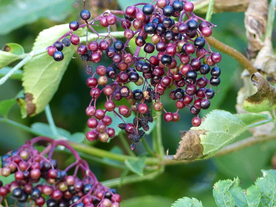 Red plant rowanberries