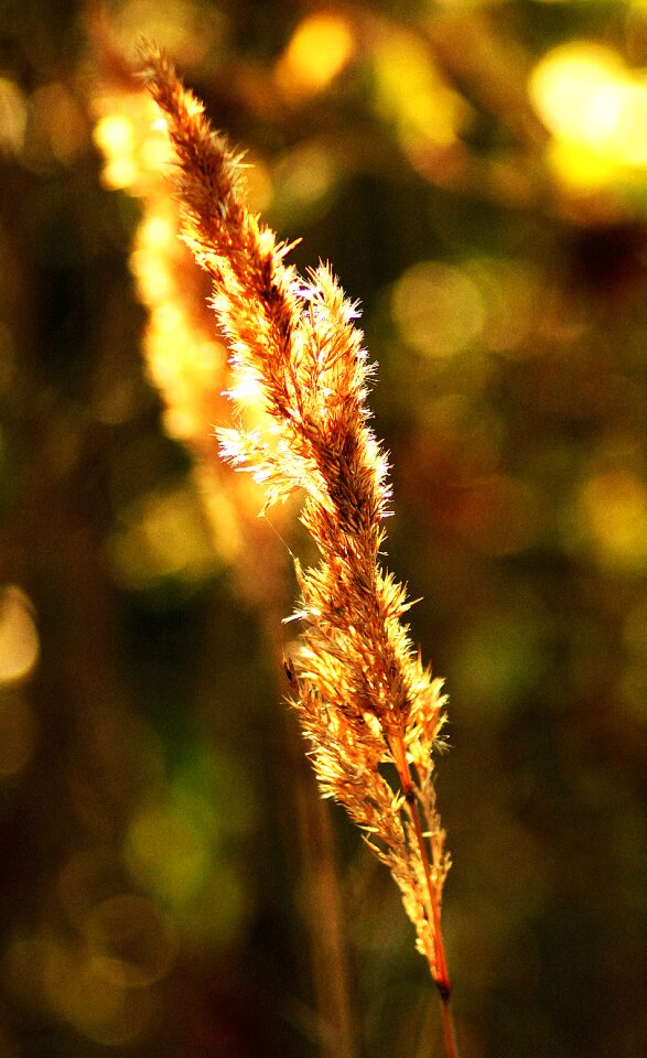 Live photos beauty macro