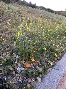 Hirschfeldia incana plant (22)