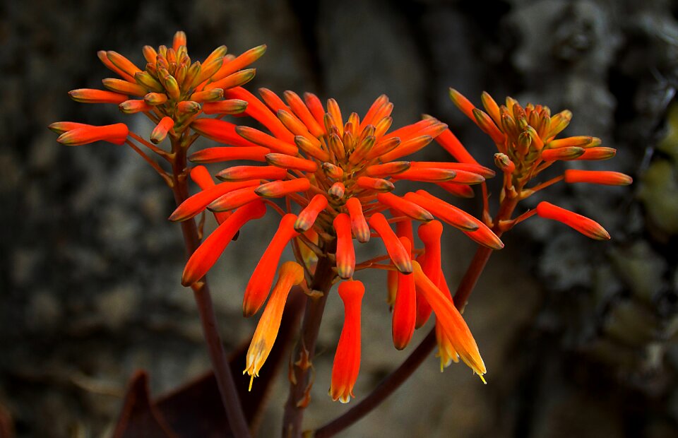 Bloom plant nature