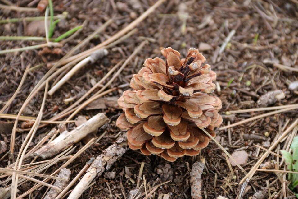 Macro nature close