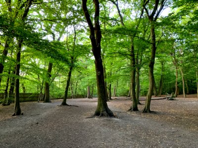 Highgate Wood, August 2020
