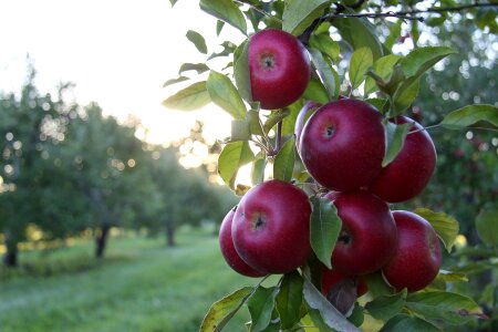 Fruit food nature