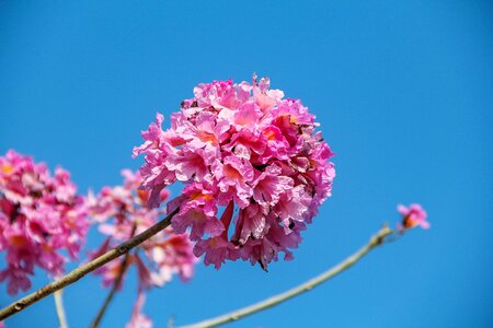 Nature pink flowers photo