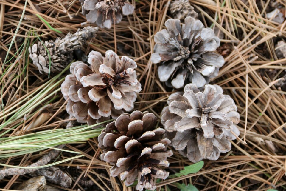 Macro nature close