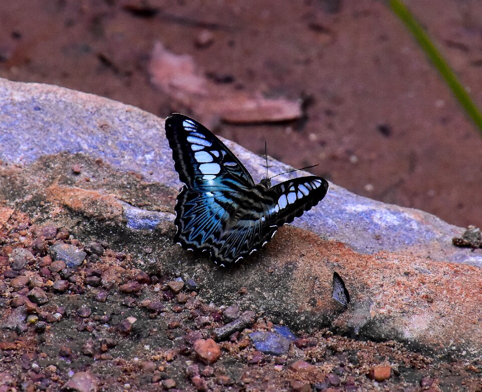 Butterfly insects animals