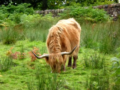 Highland-cattle-1 photo