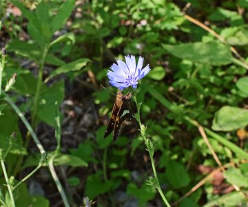 Insect pollinator animal photo