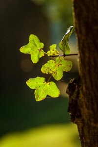 Leaf tree backlighting photo