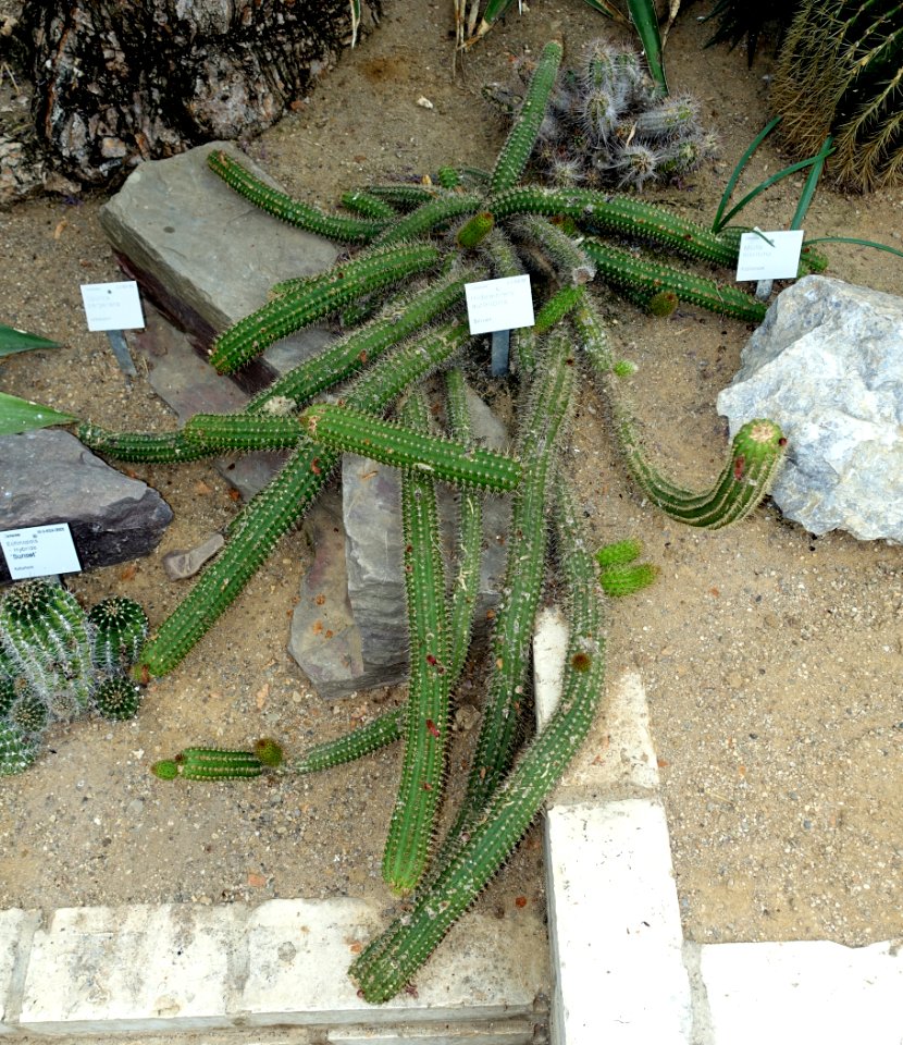 Hildewintera aureispina - Flora park - Cologne, Germany - DSC00783