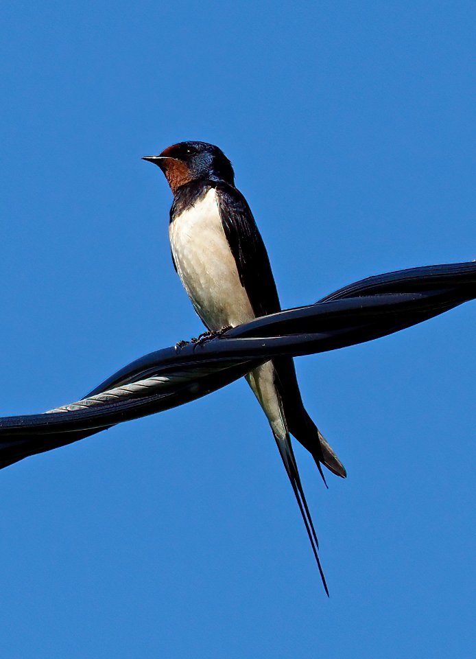 Hirundo rustica Simo Finland 2020-06-13