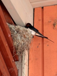 Hirundo rustica nest Kuivaniemi 20140614 02