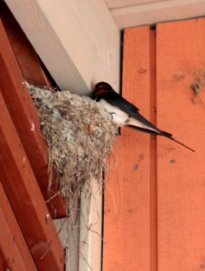 Hirundo rustica nest Kuivaniemi 20140614 02 photo