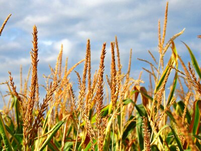 Food cereals agriculture