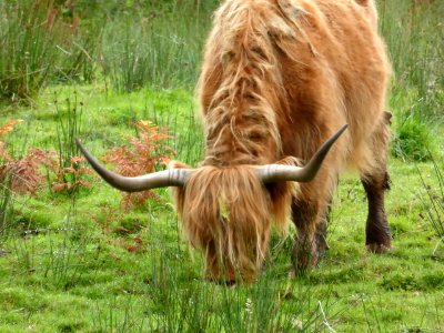 Highland-cattle-2 photo