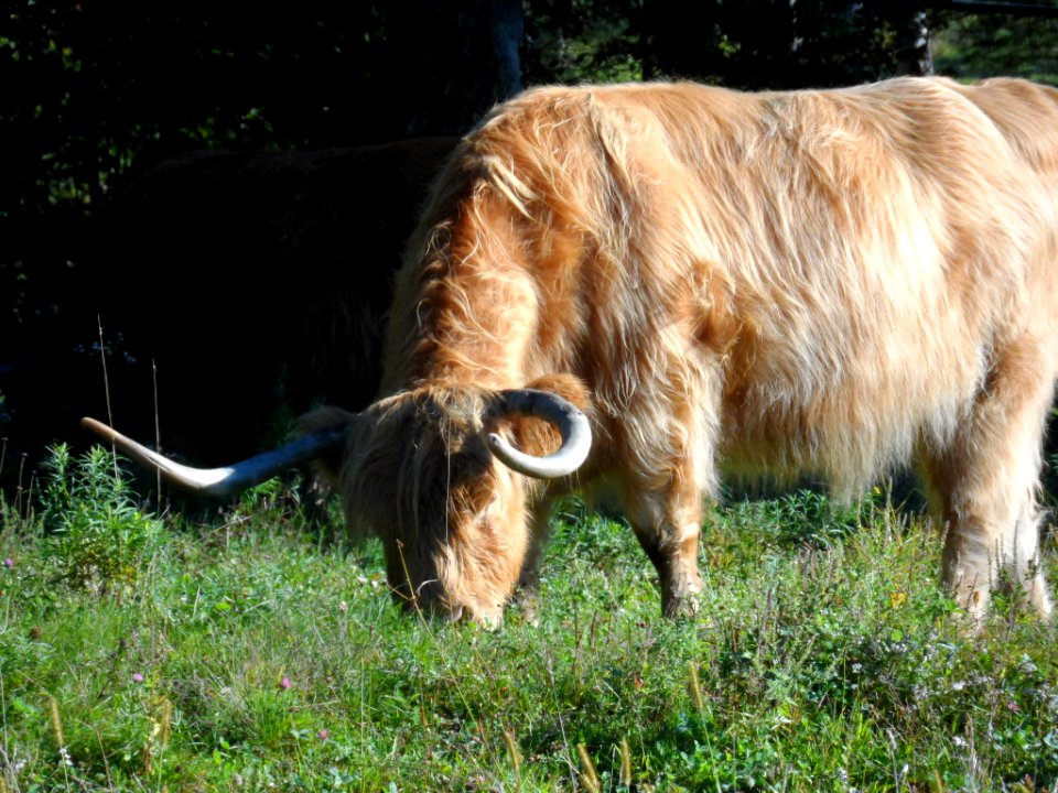 Highlands Cattle 2