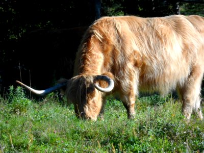 Highlands Cattle 2