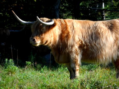 Highlands Cattle 3
