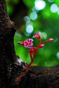 Sent flowers term little flower cute