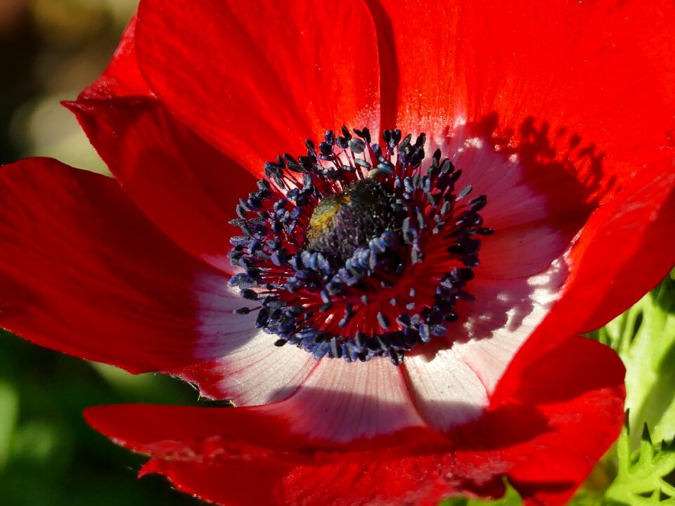 Anemone plant flower
