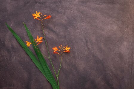 Blossom bloom garden montbretia