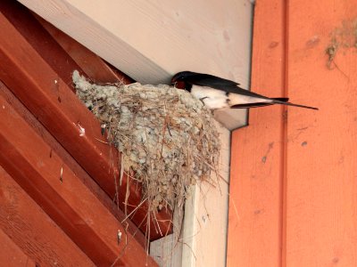 Hirundo rustica nest Kuivaniemi 20140614 01 photo