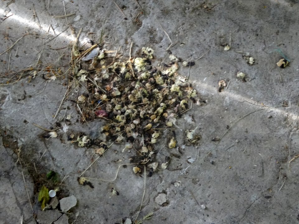 Hirundo rustica rustica feces