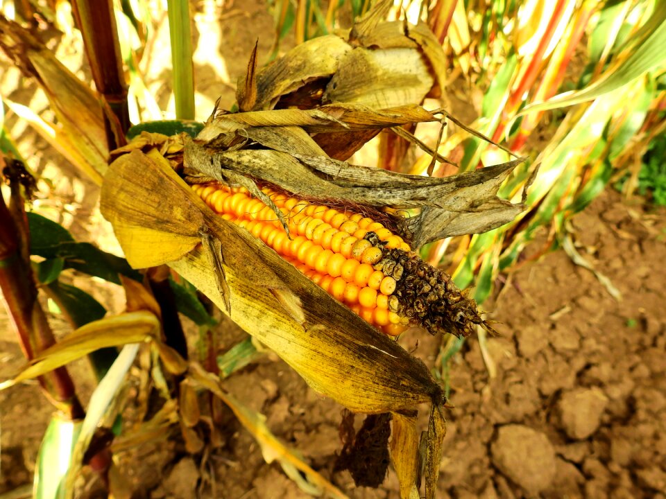 Cereals agriculture grain