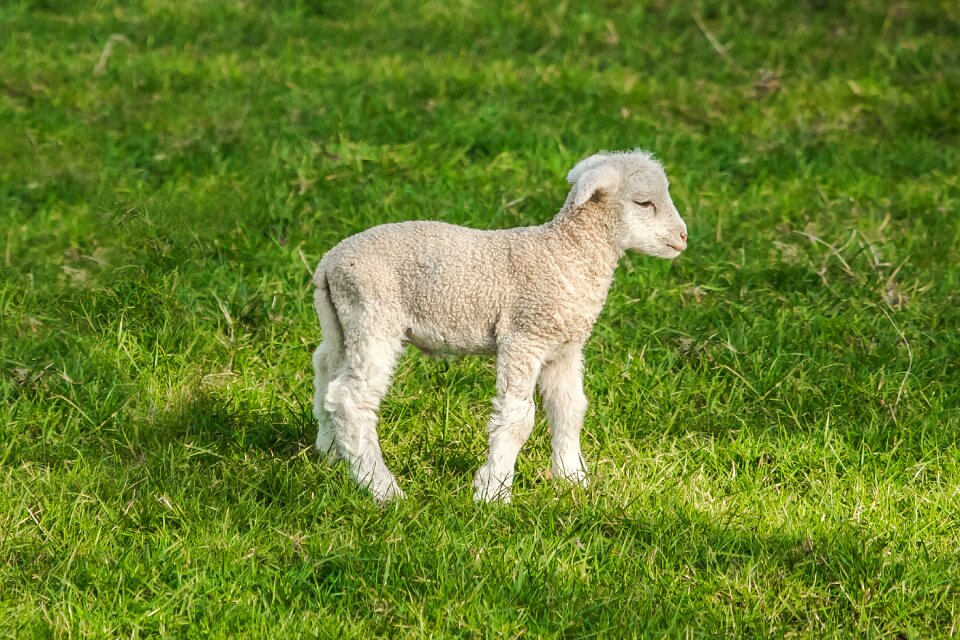 Farm spring nature