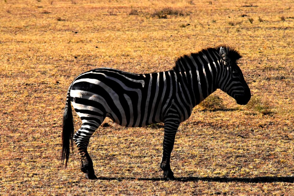 Nature africa animal