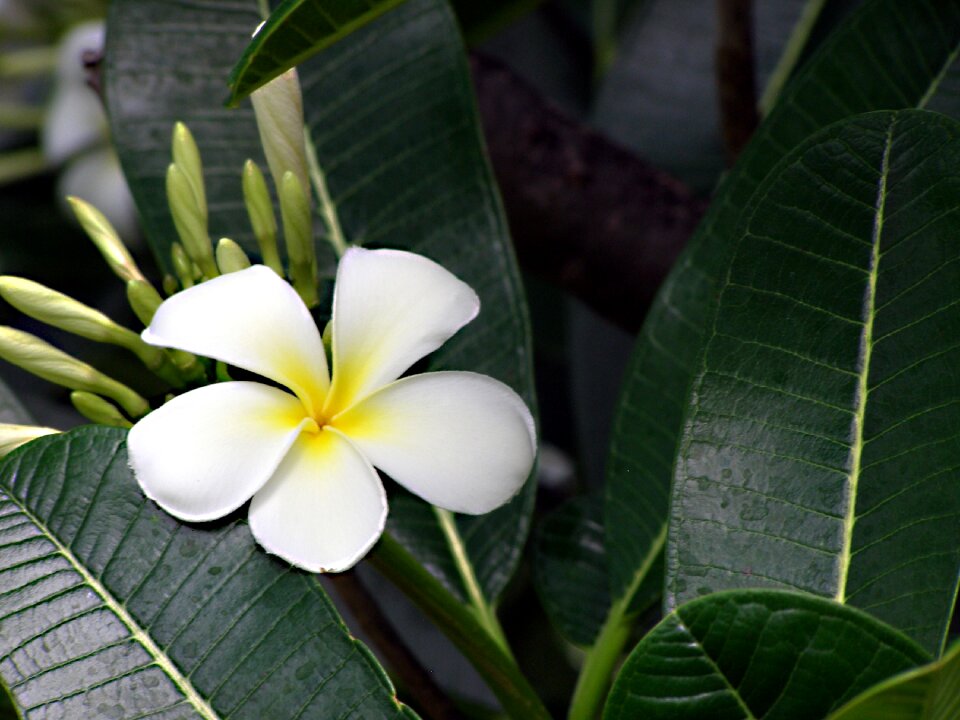 White tropical yellow