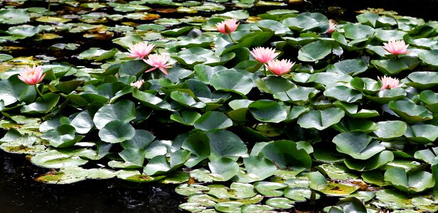 Park grounds for sculpture monet garden